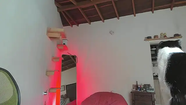 Rainbow leia online show from July 11, 7:49 pm
